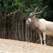 Hannover Zoo (D)