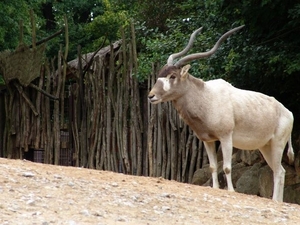 Hannover Zoo (D)
