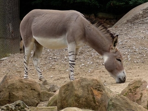 Hannover Zoo (D)