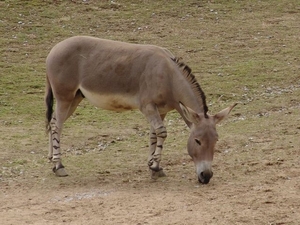 Hannover Zoo (D)