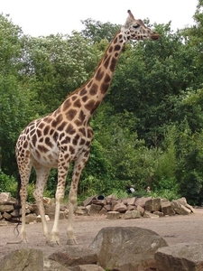 Hannover Zoo (D)
