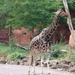 Hannover Zoo (D)