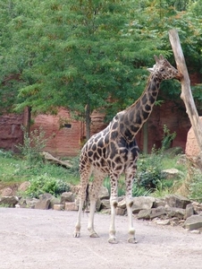 Hannover Zoo (D)