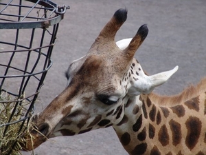 Hannover Zoo (D)