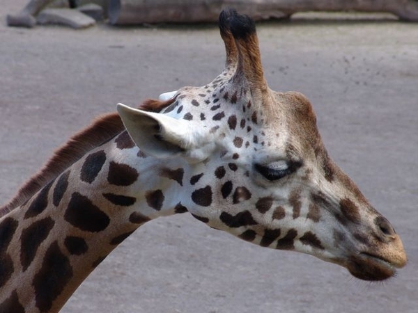 Hannover Zoo (D)