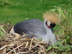Hannover Zoo (D)