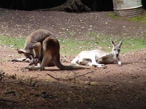 Hannover Zoo (D)