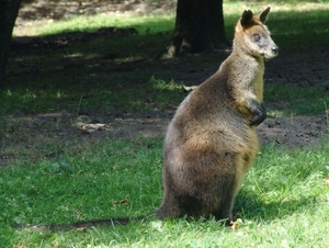 Hannover Zoo (D)