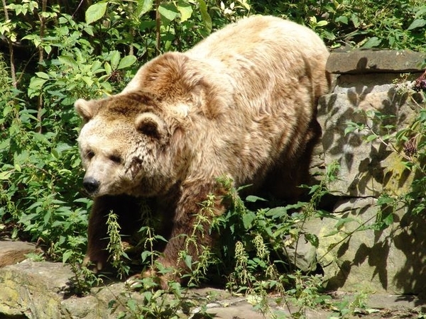 Hannover Zoo (D)