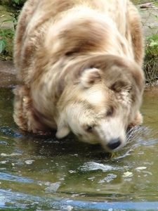 Hannover Zoo (D)