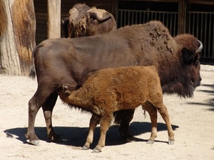 Hannover Zoo (D)