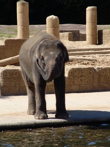 Hannover Zoo (D)