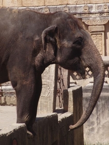 Hannover Zoo (D)