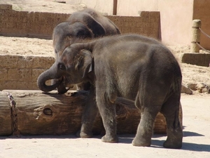 Hannover Zoo (D)