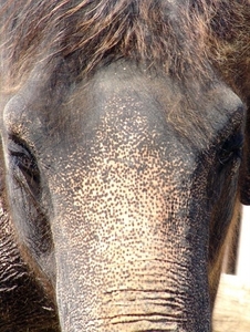 Hannover Zoo (D)