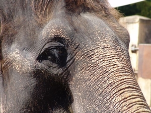 Hannover Zoo (D)