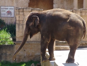 Hannover Zoo (D)