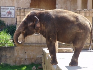 Hannover Zoo (D)