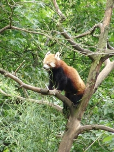 Hannover Zoo (D)
