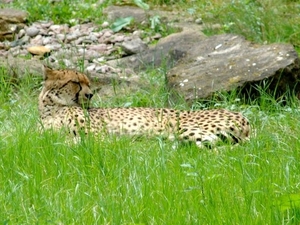 Hannover Zoo (D)