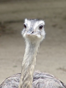 Hannover Zoo (D)
