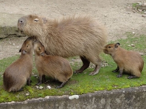 Hannover Zoo (D)