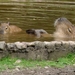 Hannover Zoo (D)