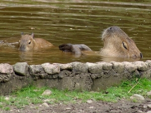 Hannover Zoo (D)