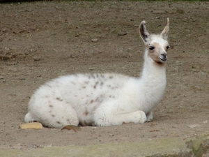Hannover Zoo (D)