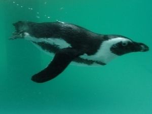 Hannover Zoo (D)