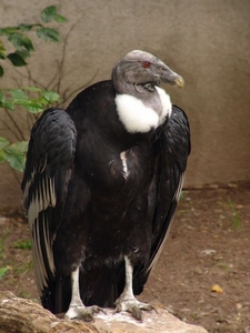 Hannover Zoo (D)