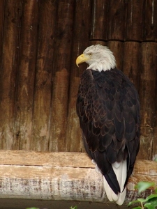 Hannover Zoo (D)