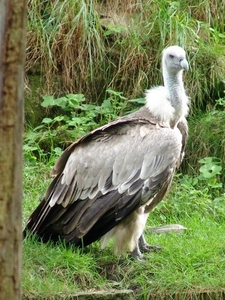 Hannover Zoo (D)