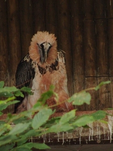 Hannover Zoo (D)