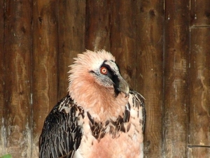 Hannover Zoo (D)