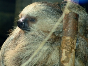 Hannover Zoo (D)