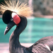 Rwanda 1957: Kroonreiger