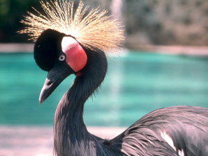 Rwanda 1957: Kroonreiger