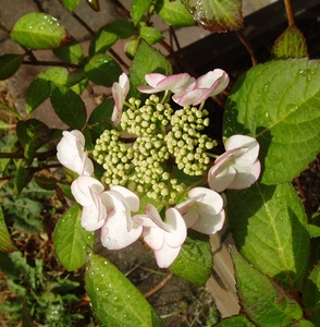 hortensia