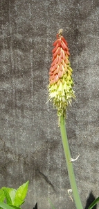 kniphofia uvaria