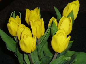 tulpen 01