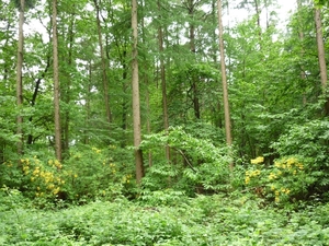 09.05.17 ST.ANDRIES .PRACHT VAN DE NATUUR