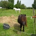 09.05.21 HANSBEKE .BLACKY EN DE WITTE