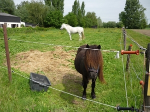 09.05.21 HANSBEKE .BLACKY EN DE WITTE