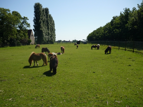 09.05.30.HANSBEKE .VEEL MINIPAARDJES