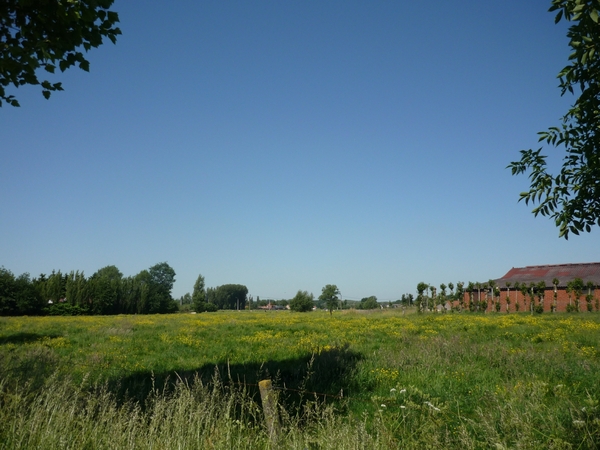 09.05.30.HANSBEKE .BOTERBLOMMEN GENOEG