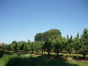 09.05.30.HANSBEKE .PEREN IN HANSBEKE