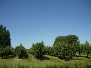 09.05.30.HANSBEKE .EEN GROTE BOOMGAARD