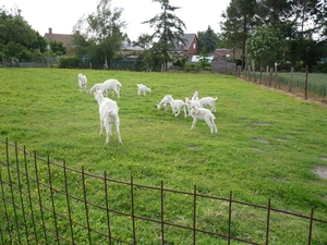 09.06.03 OOSTWINKEL.JONGE GEITJES