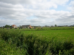 09.06.03 OOSTWINKEL.KOETJES IN DE WEI